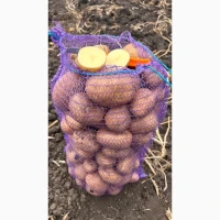 Продаємо картоплю сорт Арізона