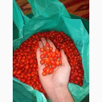 Продам шипшину