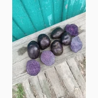 Продам картоплю сорту «Французький трюфель» - продовольча та насіннєва