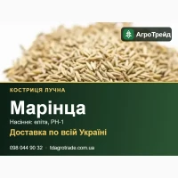 Марінца - костриця лучна, насіння еліта, РН-1 з документами