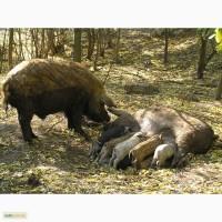 Поросята породы мангалица, венгерская травоядная