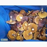 Продам замороженные грибы маслята целые