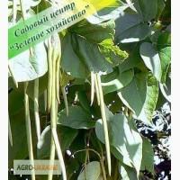 Катальпа, купить, дерево, садовый центр, Киев, Белая Церковь, цена