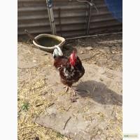 Ливенской породы петух продам