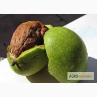 Продам саджанцы Грецкого ореха!!!СРОЧНО