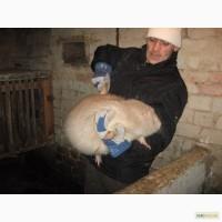 Нутрии королевские, элитные