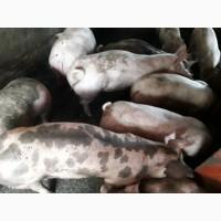 Продам свині живою вагою
