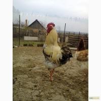 Продам инкубационное яйцо породистых кур