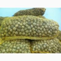 Продам кругляк грецкого ореха по 25 грн/кг