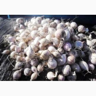 Продам чеснок Любаша однозубка и воздушка