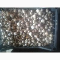 Продам чеснок Любаша однозубка и воздушка