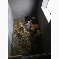 Продам Нутрій