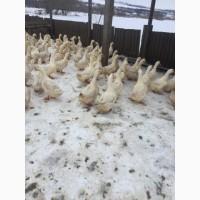 Инкубацыонное Яйца утки