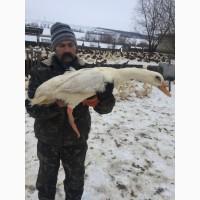 Инкубацыонное Яйца утки
