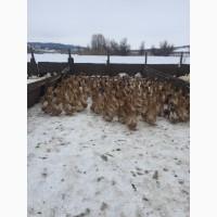 Инкубацыонное Яйца утки