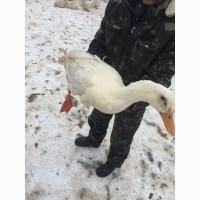 Инкубацыонное Яйца утки