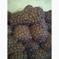 Продам семенной картофель