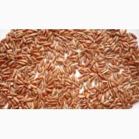 Рис бурый