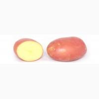 Продам посадочный картофель, сортов Моцарт, Латона