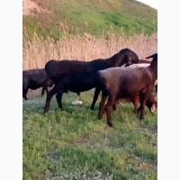 Бараны курдючные Гиссары на племя