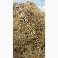 Тютюн Берлі ціна 500 грн грн 1кг