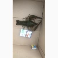 Куплю рака оптом