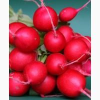 Продам редис, красивый свежий