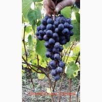 Куплю Ваши ягоды (винограда, вишни, смородины, и т.д)