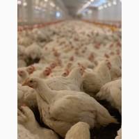 Кури бройлер 1 кг