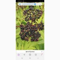 БУЗИНУ ВЫСУШИННУЮ купим у населения и заготовителей