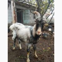 Продам козла породы Ламанча на племя