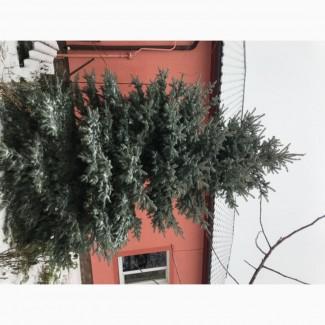 Продам живу ялинку