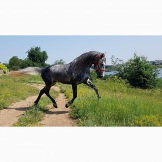Орловский рысак, прогулочно-походный конь, лошадь