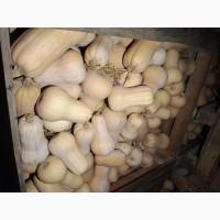 Продам тыкву Матильда качество высокое