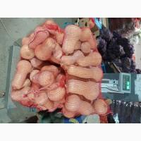 Продам тыкву Матильда качество высокое