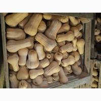 Продам тыкву Матильда качество высокое