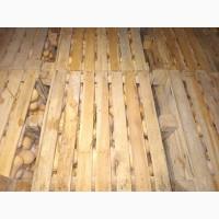 Продам тыкву Матильда качество высокое