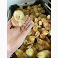 Продаж курчат та інкубаційних яєць