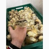 Продаж курчат та інкубаційних яєць