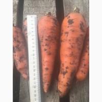 Продам моркву оптом, сорт Каскад