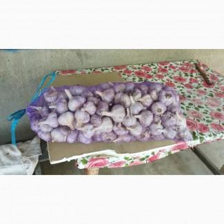 Купуємо часник від 4 см