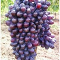 Продам виноград киш миш