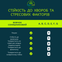 ФЕНІКС OR7, НАСІННЯ посухостійкого гібриду соняшника, безкоштовна доставка