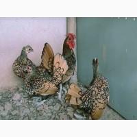 Сібрайт золото, срібло. Кури, курчата, яйце інкубаційне