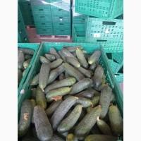 Продам огірок об#039;єм 10-20 тон