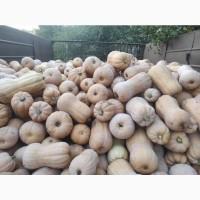 Продам тикву.сорт Матильда