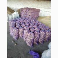 Продам картоплю сорт Мелоді. Вінницька обл