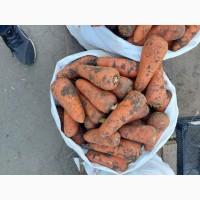 Продам моркву Киев