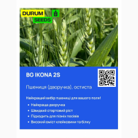 Насіння пшениці 2024 (Оригінатор - Biogranum, Сербія), Durum Seeds