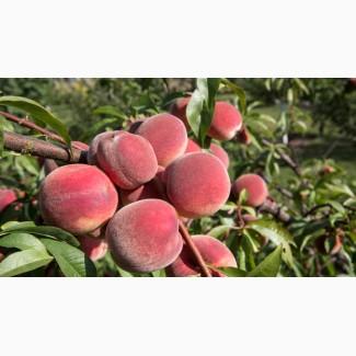 Продается поздний персик